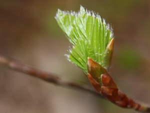 bokeknopp